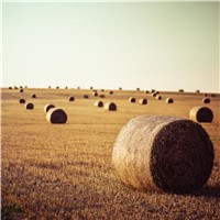 Hay and Forage
